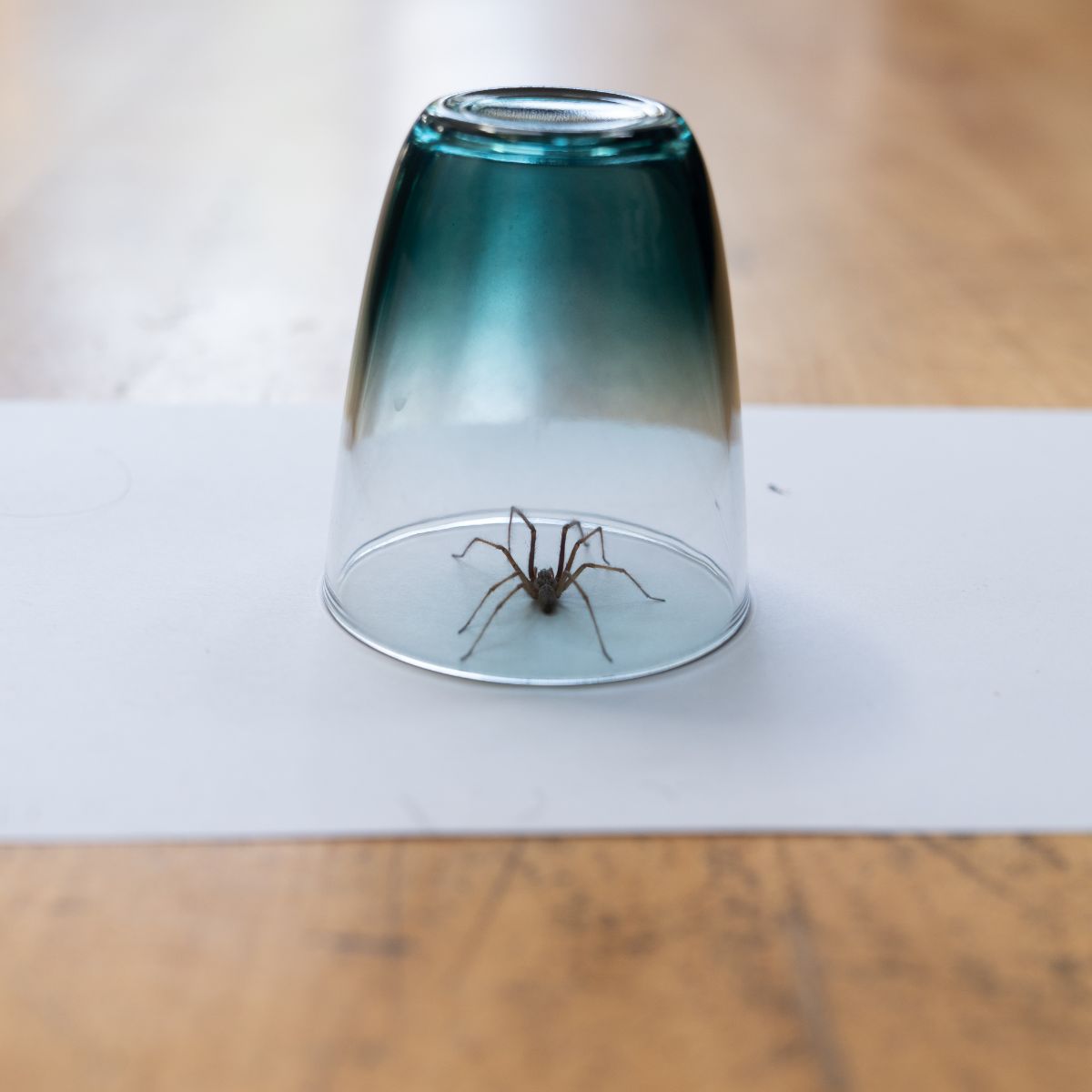 spider in house meaning