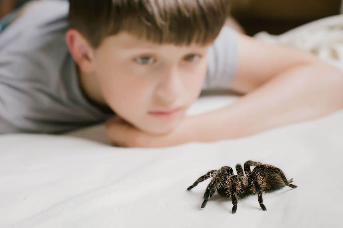 spiders meaning spiritual