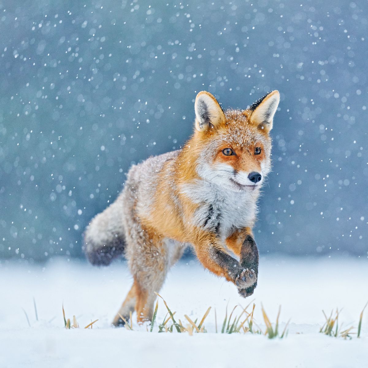 spiritual meaning fox