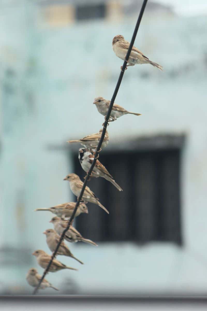 spiritual meaning of a bird landing on your shoulder