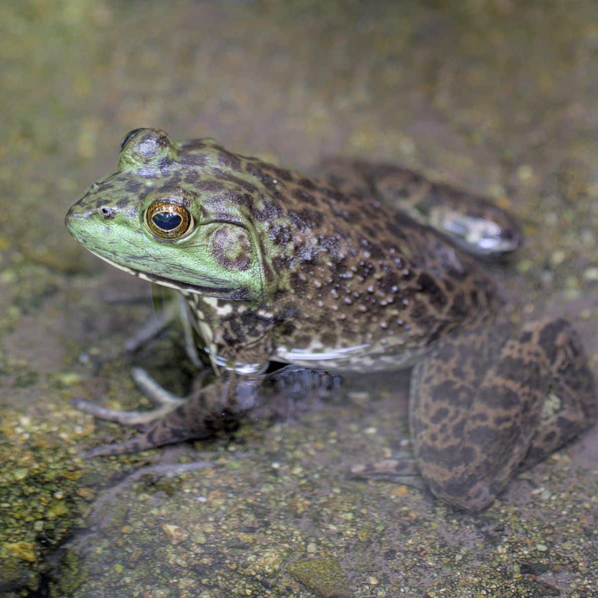 spiritual meaning of a frog