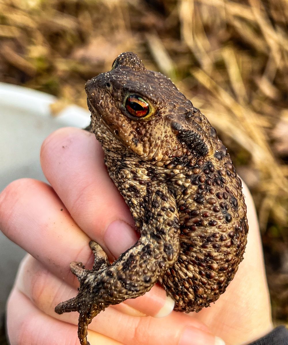 spiritual meaning of a toad