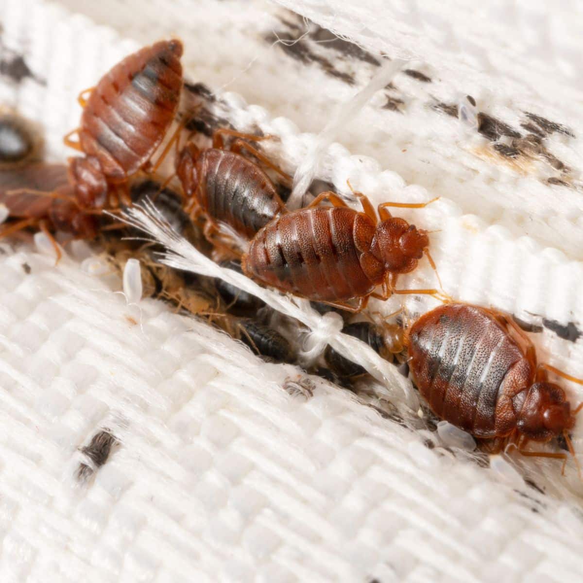 spiritual meaning of bed bugs in dreams