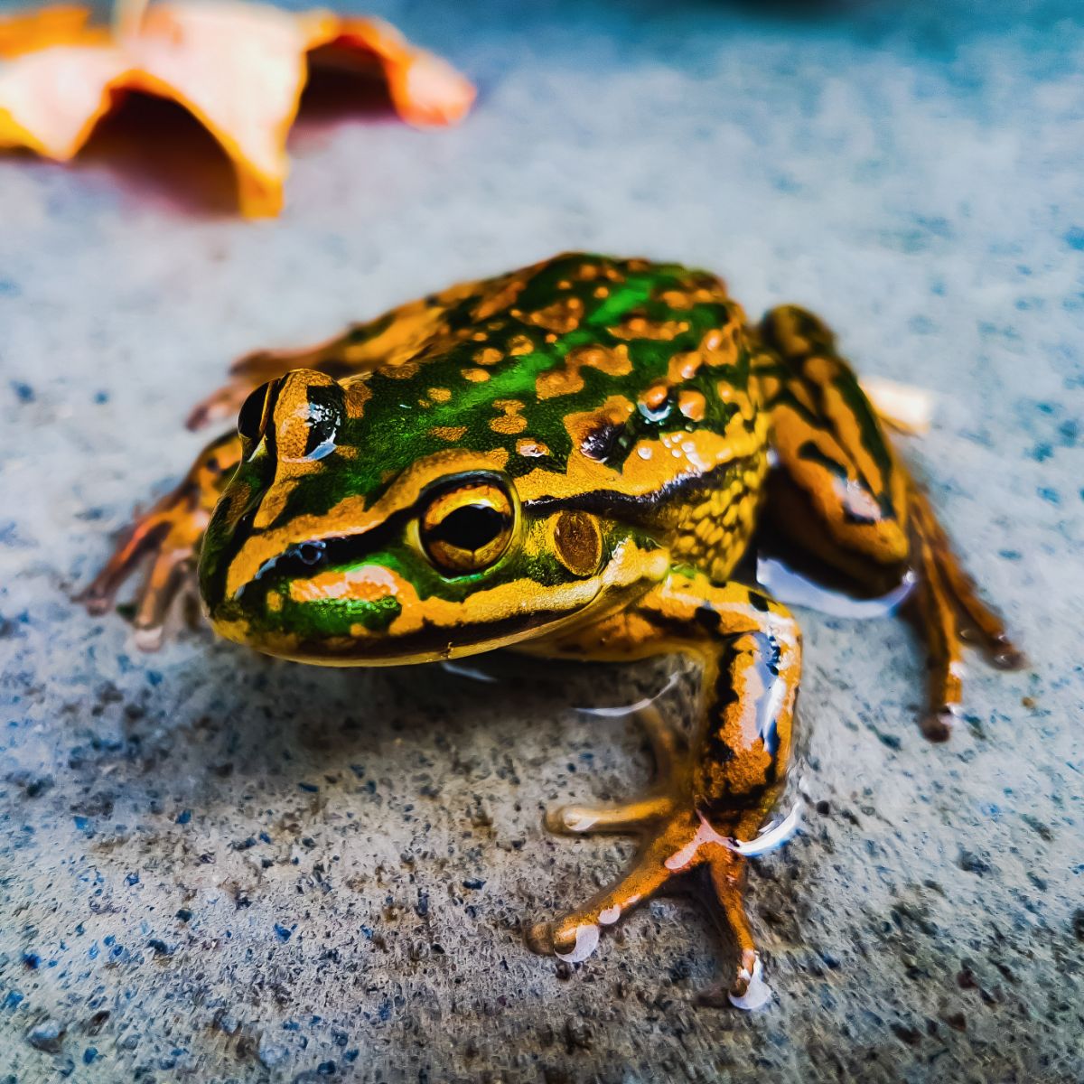 spiritual meaning of frogs