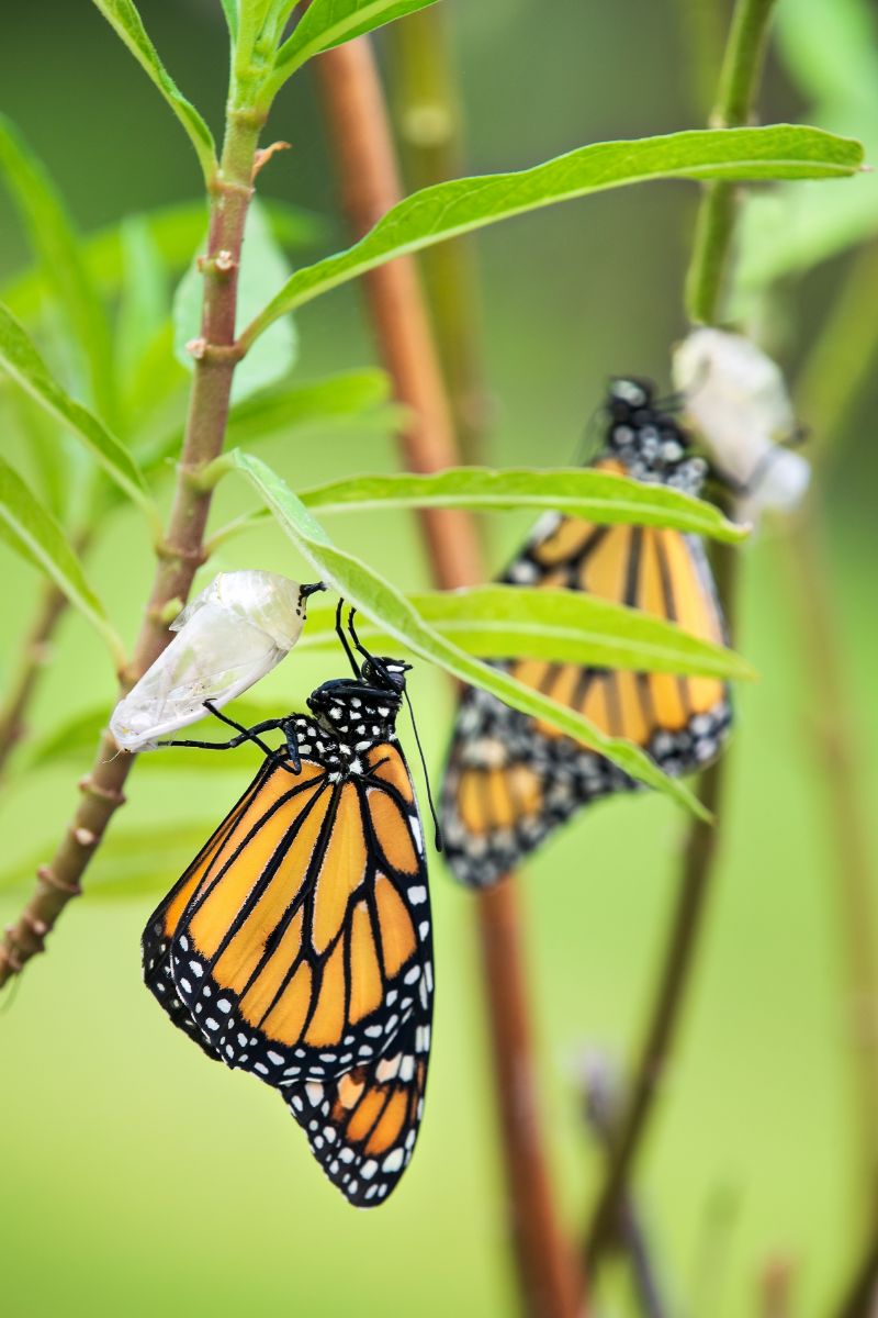 spiritual meaning of monarch butterfly