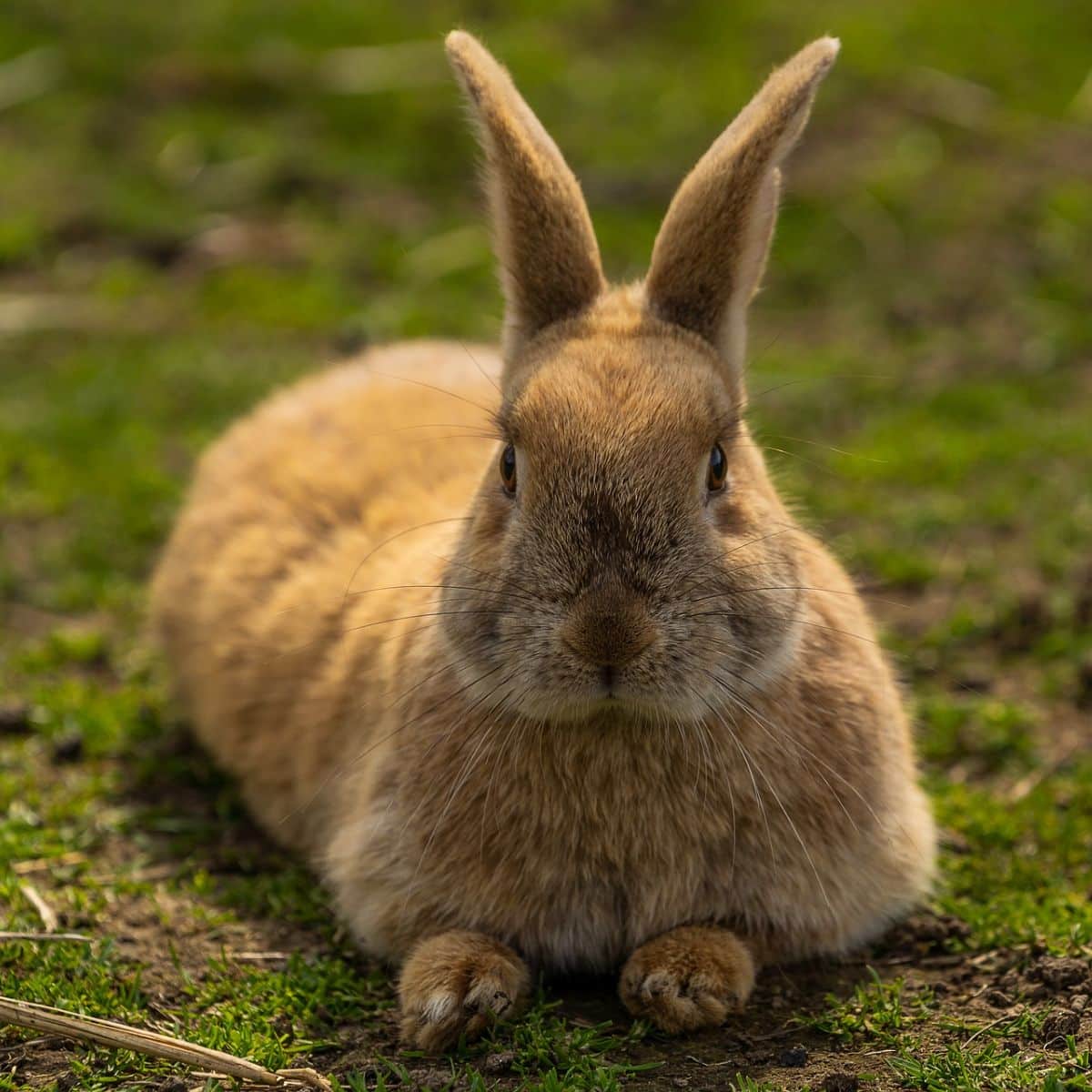 spiritual meaning of rabbit crossing your path