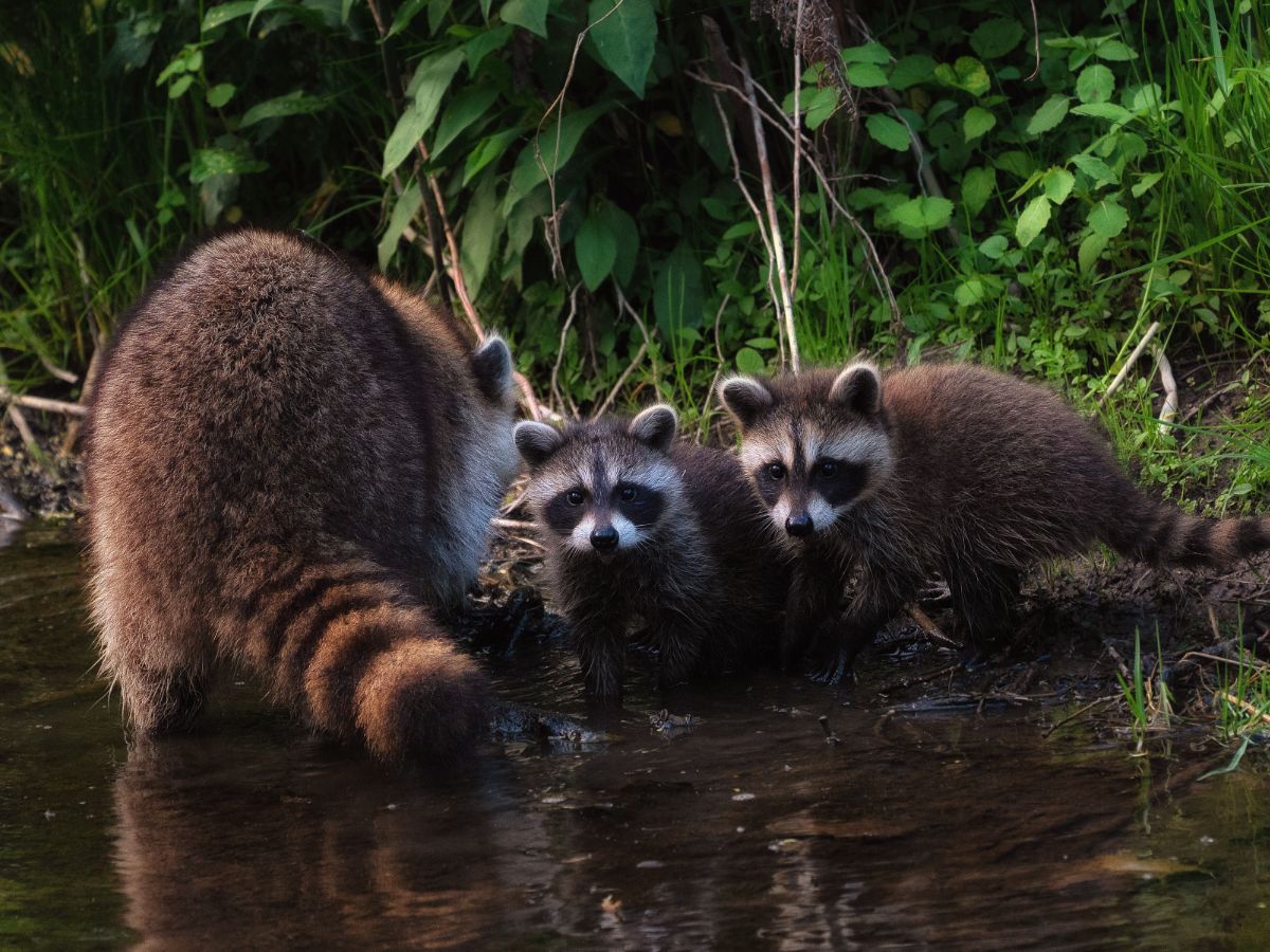 spiritual meaning of seeing a raccoon during the day