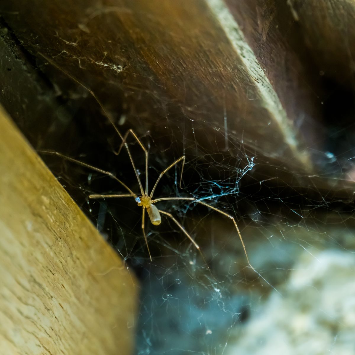 spiritual meaning of spiders in the house