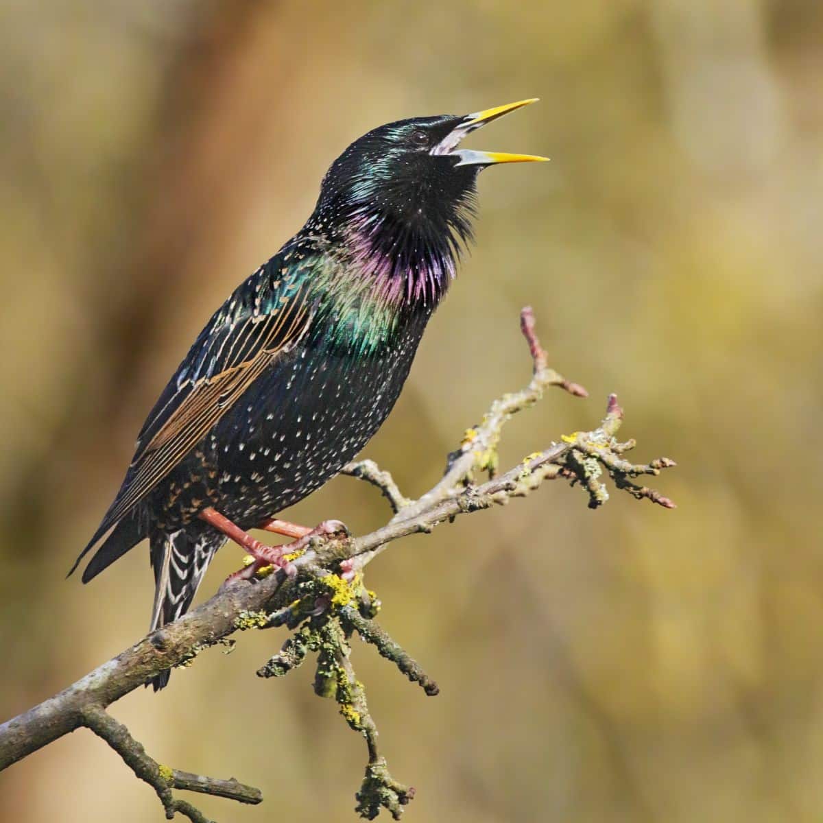 spiritual meaning of starling