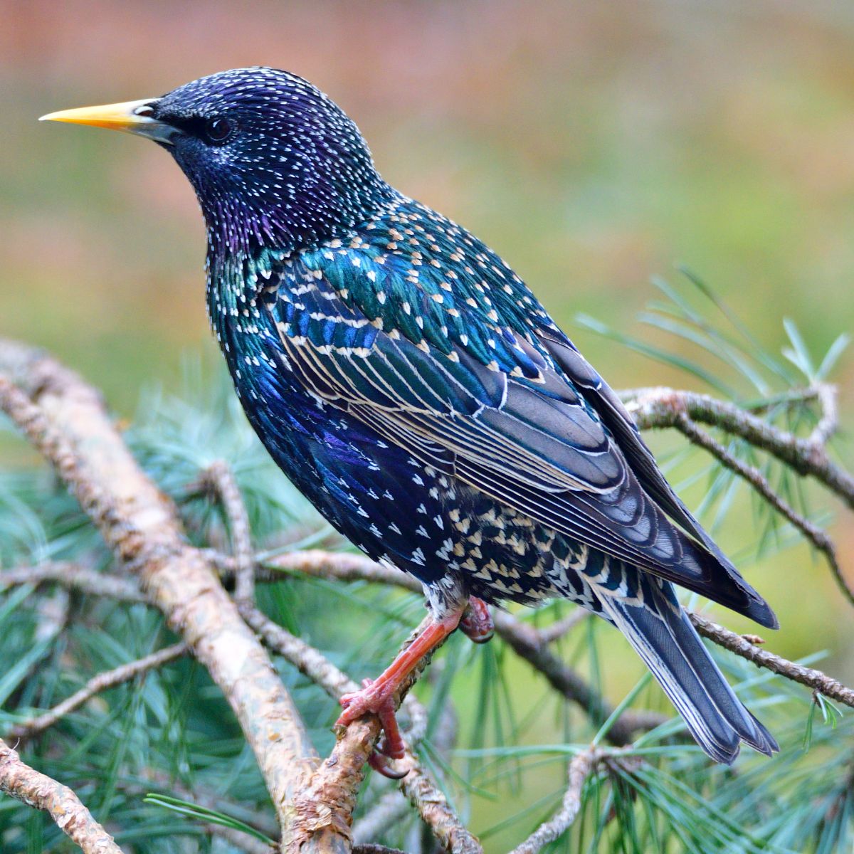 spiritual meaning of starlings