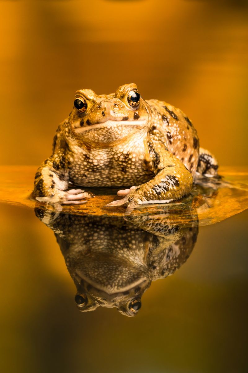 spiritual meaning of toads