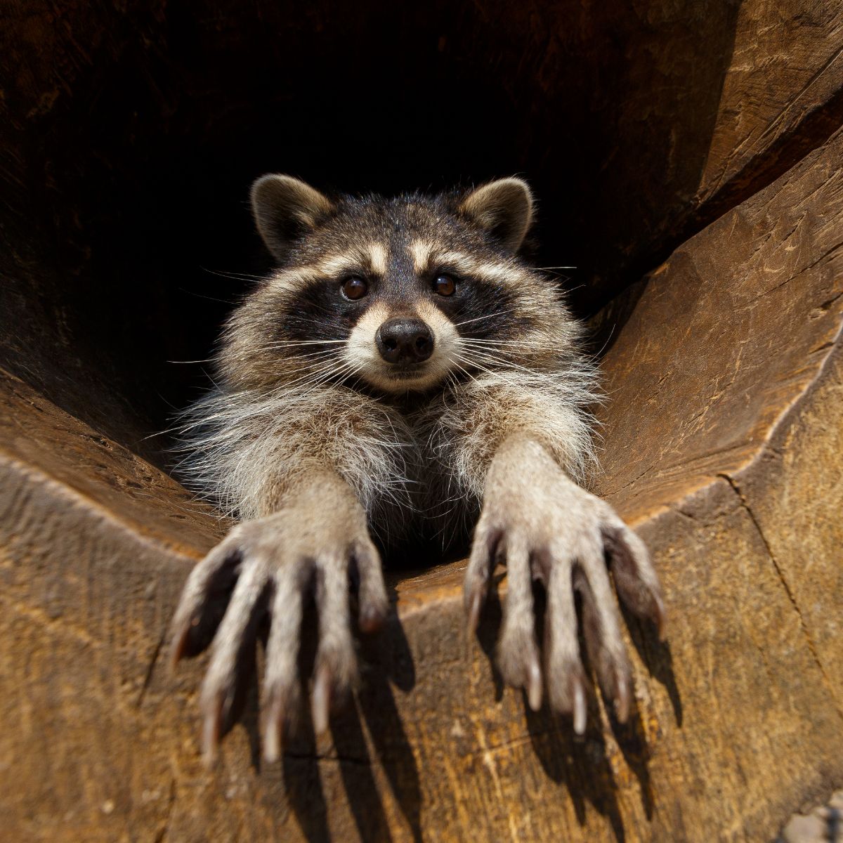 spiritual meaning raccoon