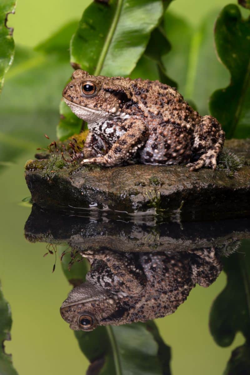 spiritual meaning toad