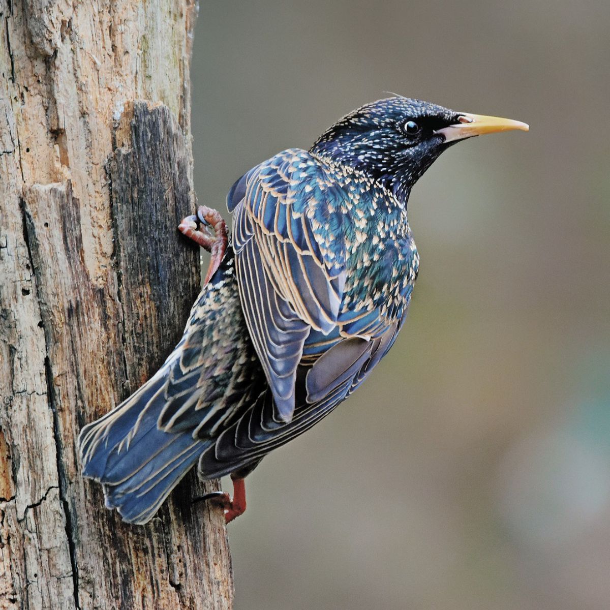 starling bird meaning