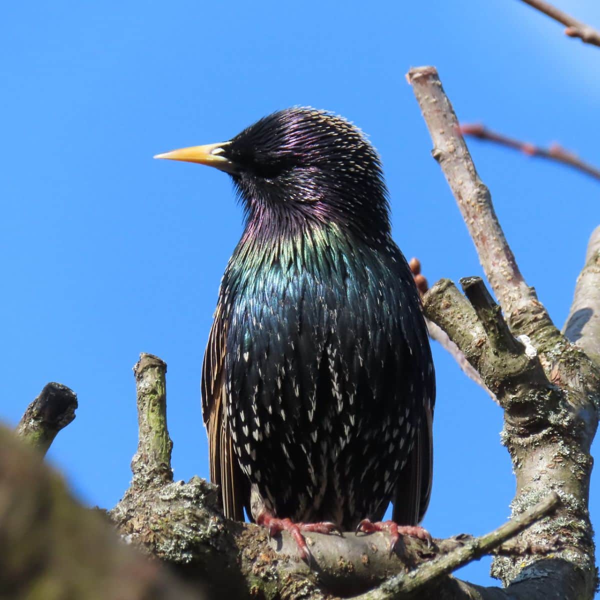 starling spiritual meaning