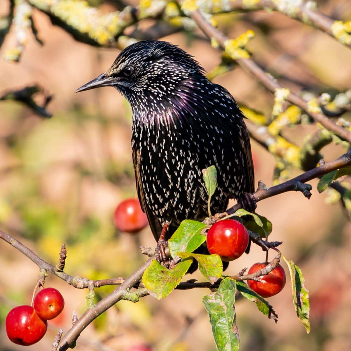 starlings spiritual meaning