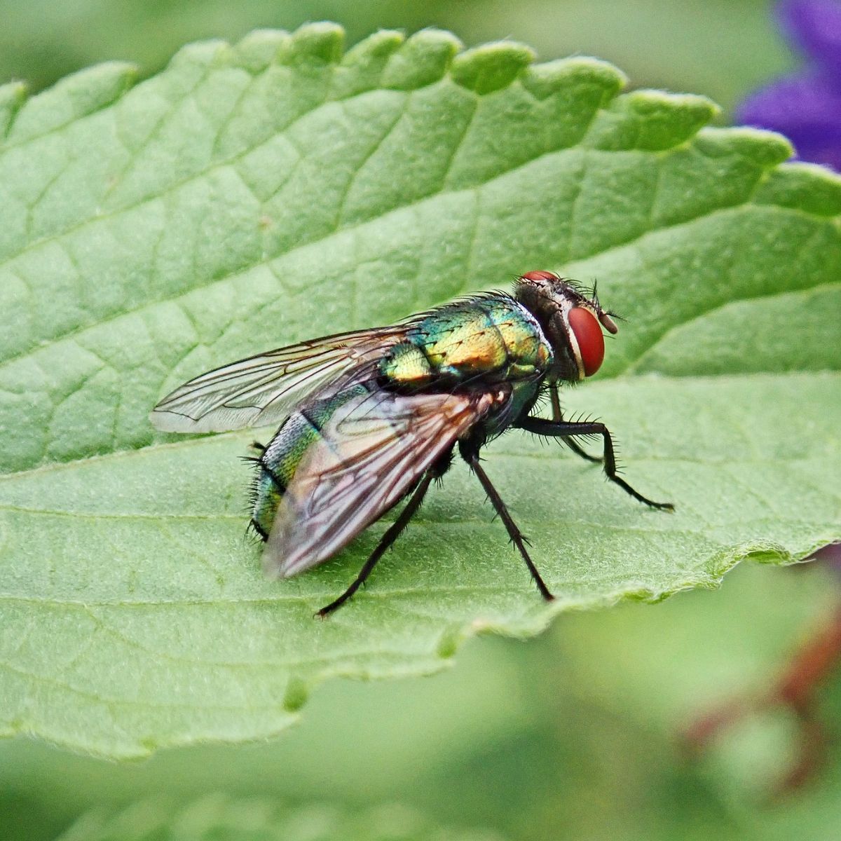 the spiritual meaning of flies in a dream