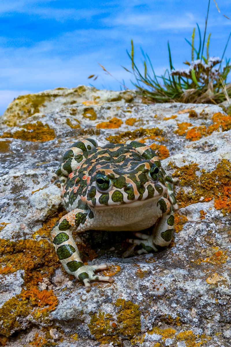 toad meaning spiritual