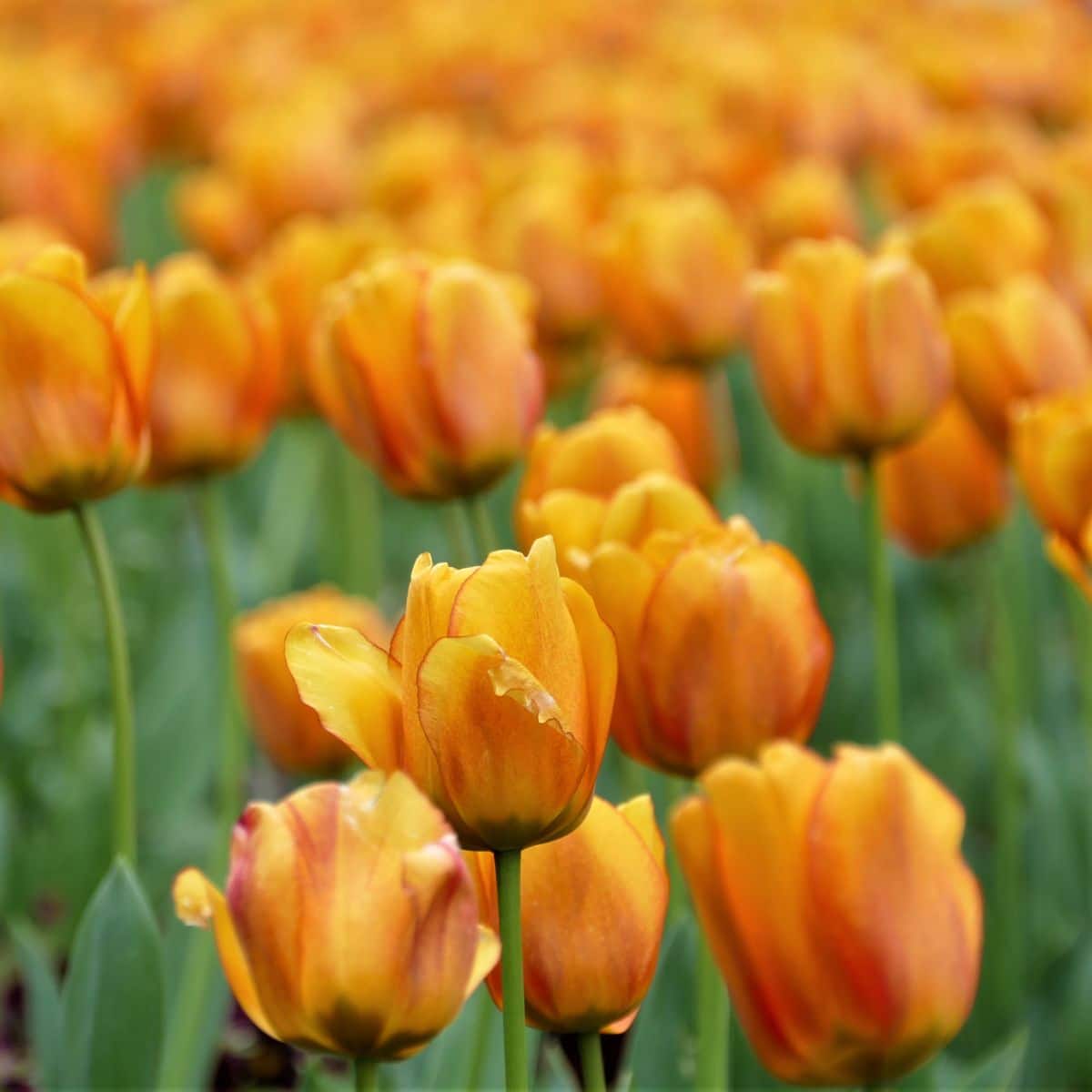 tulip flower meaning