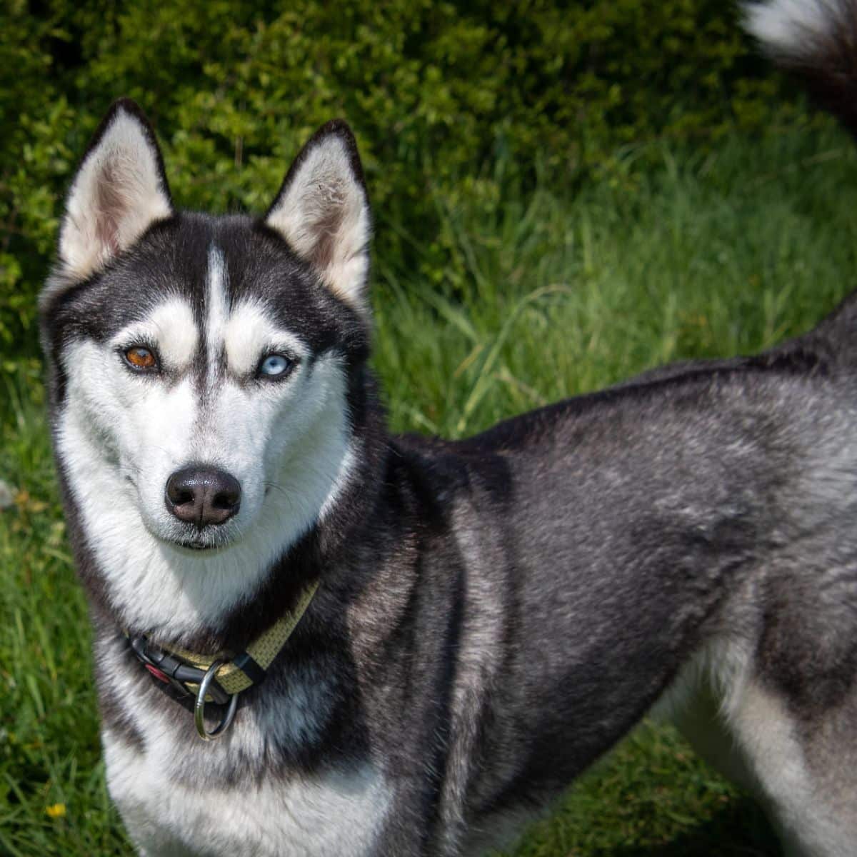 two colored eyes dogs