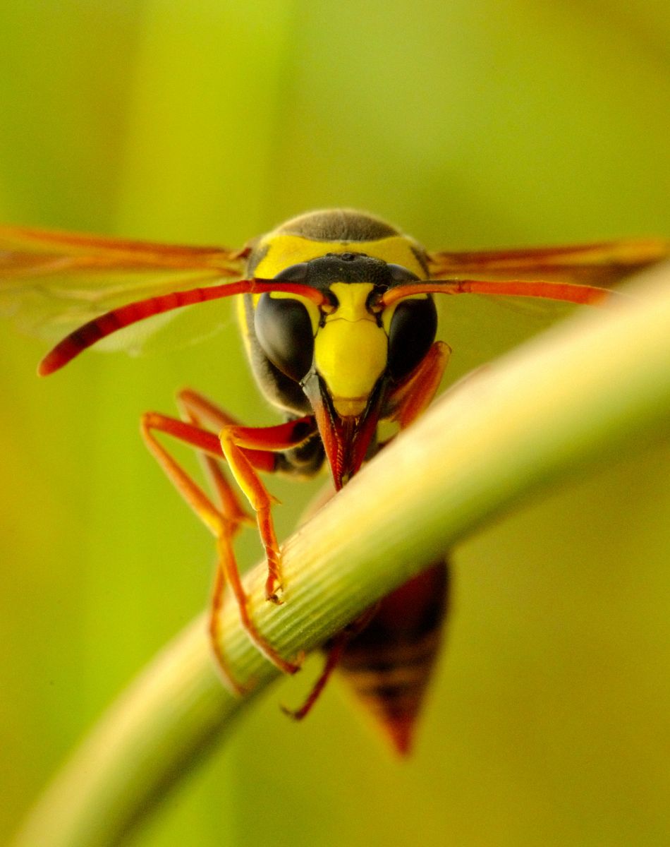 wasp spiritual meaning