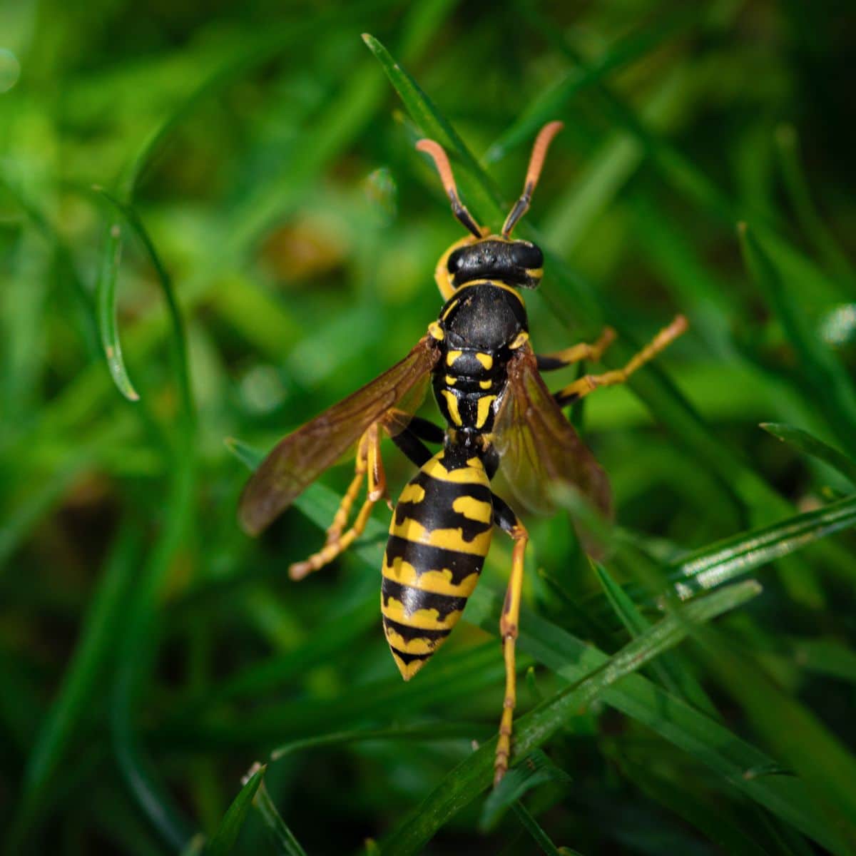 wasps spiritual meaning