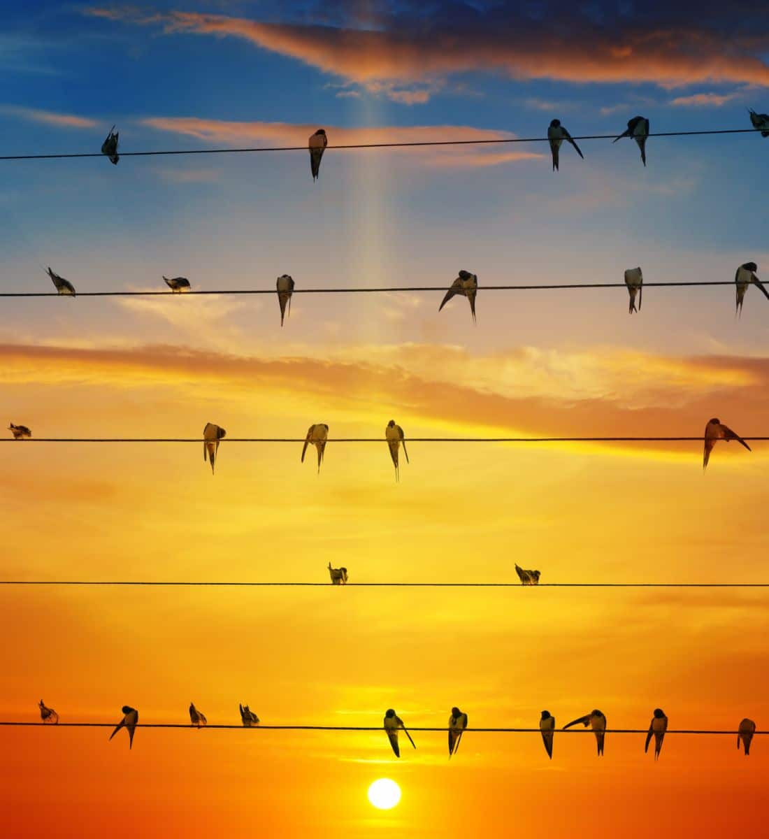 what do birds on a wire symbolize