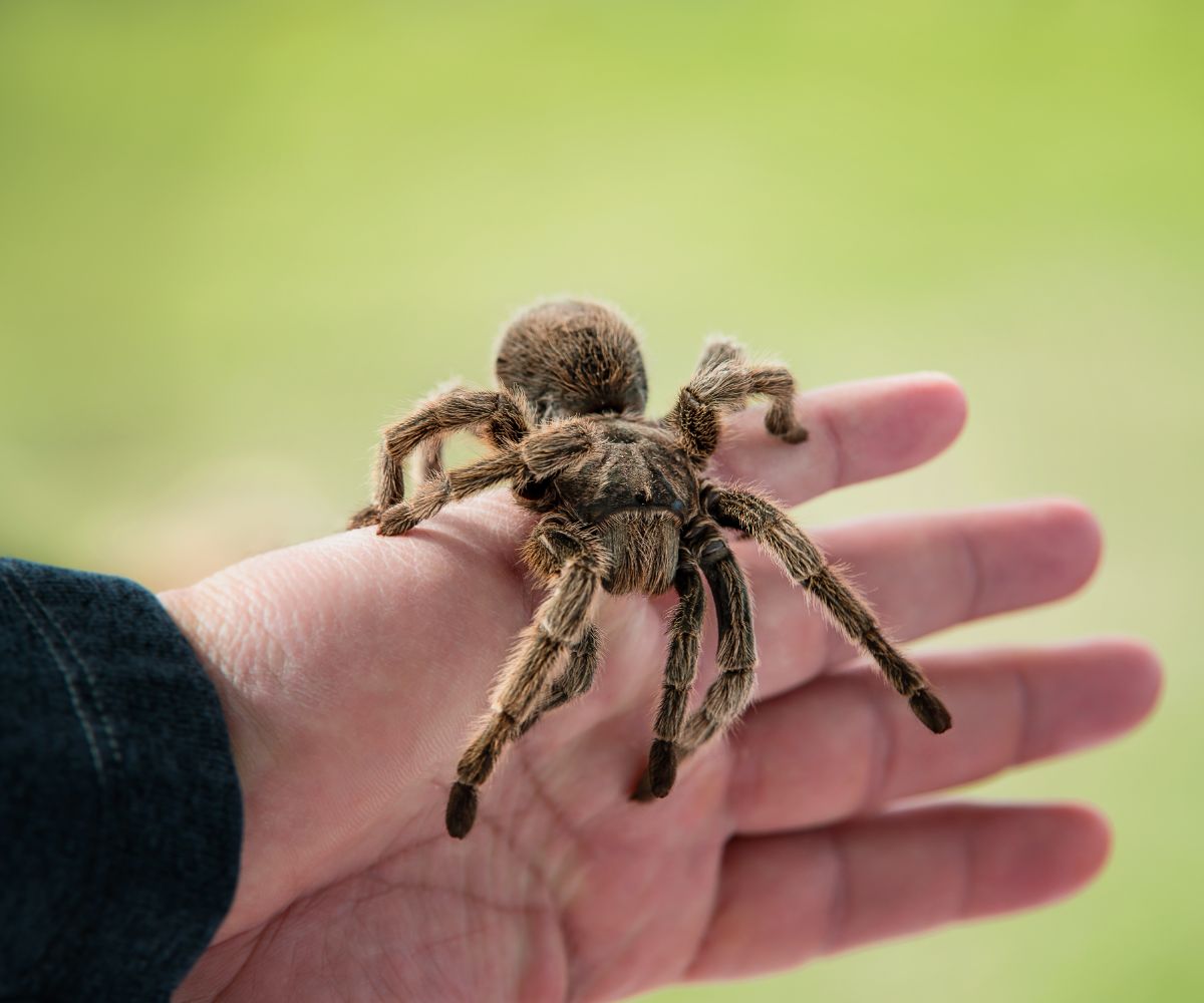 what do spiders mean spiritually