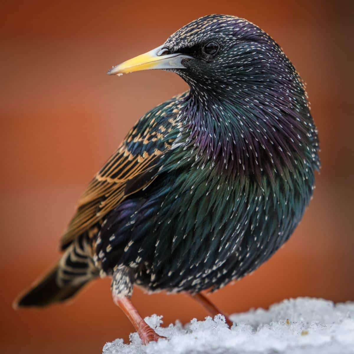 what do starlings symbolize