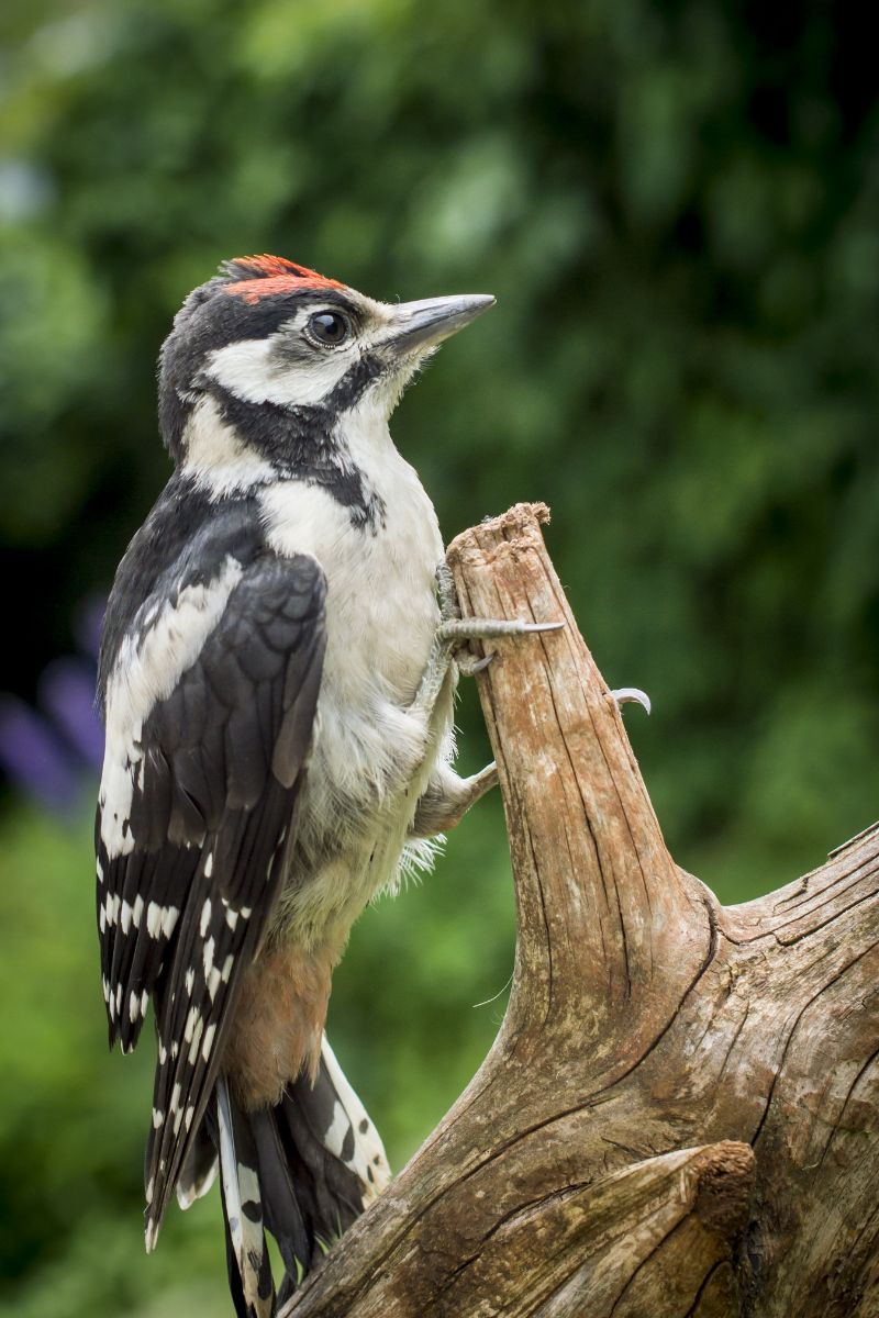 what do woodpeckers symbolize