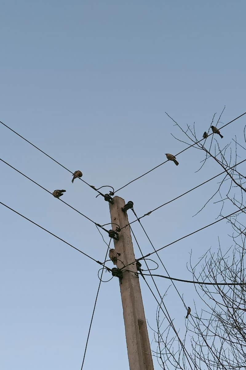 what does bird on a wire mean