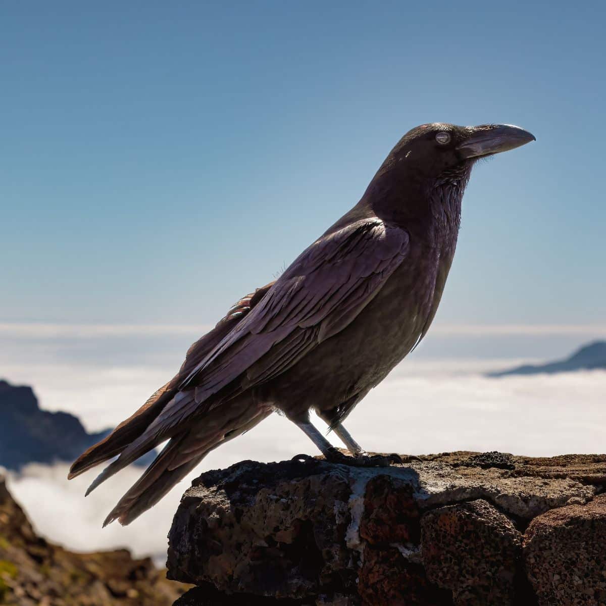 what does hearing a crow mean spiritually