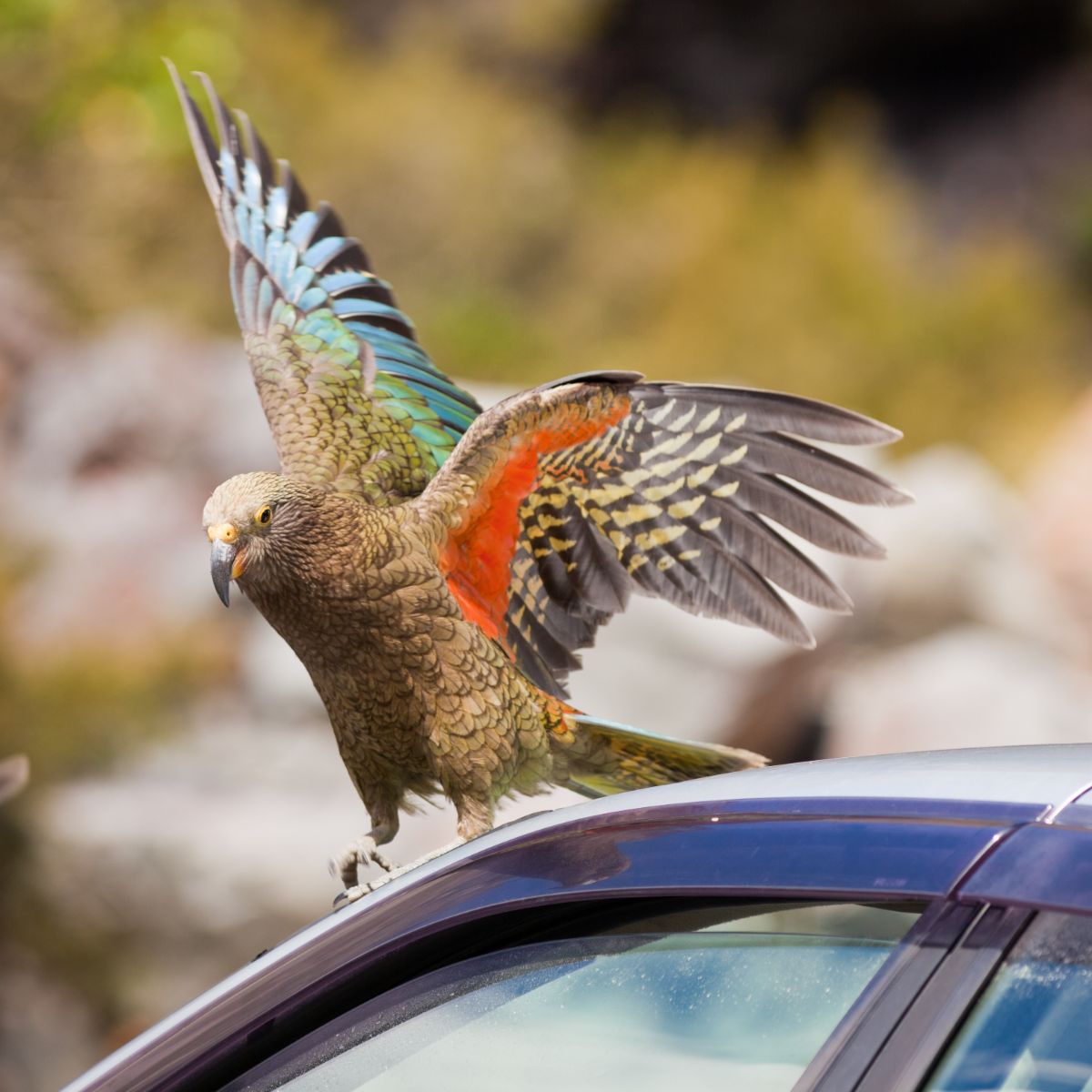 what does it mean when a bird crosses your path while driving