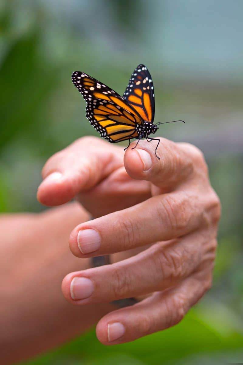 what does it mean when a butterfly flies around you