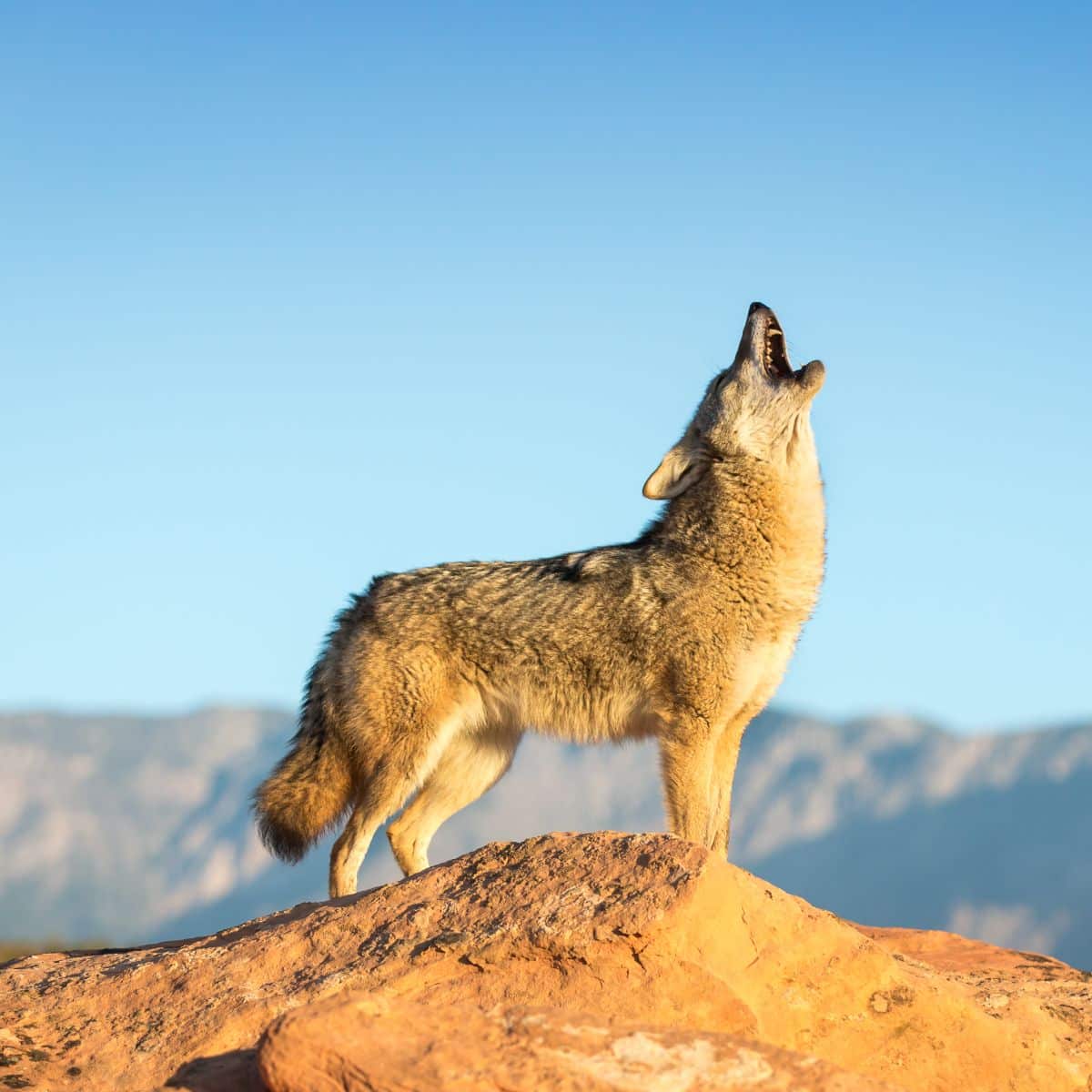 what does it mean when a coyote crosses your path