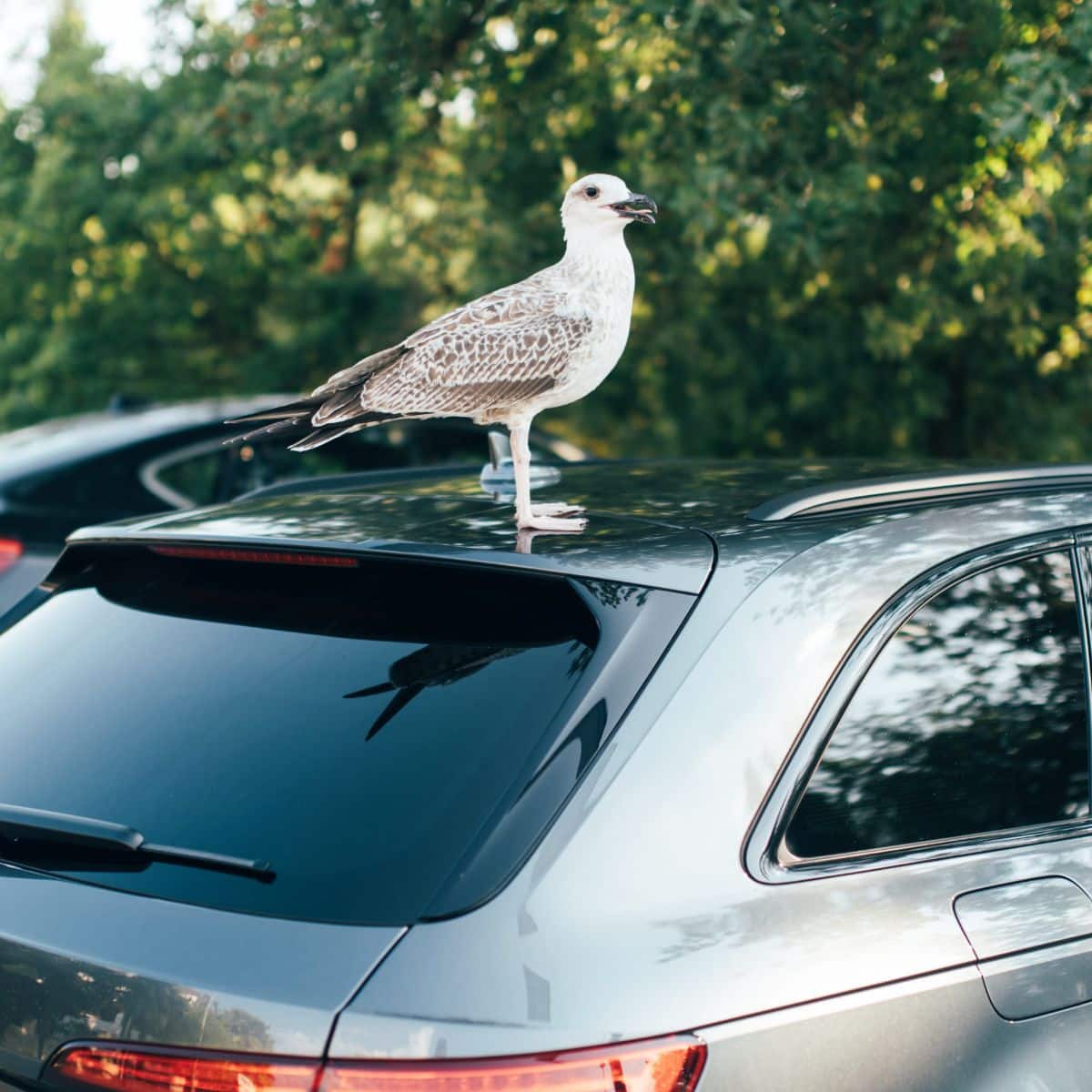 what does it mean when a hawk flies in front of your car