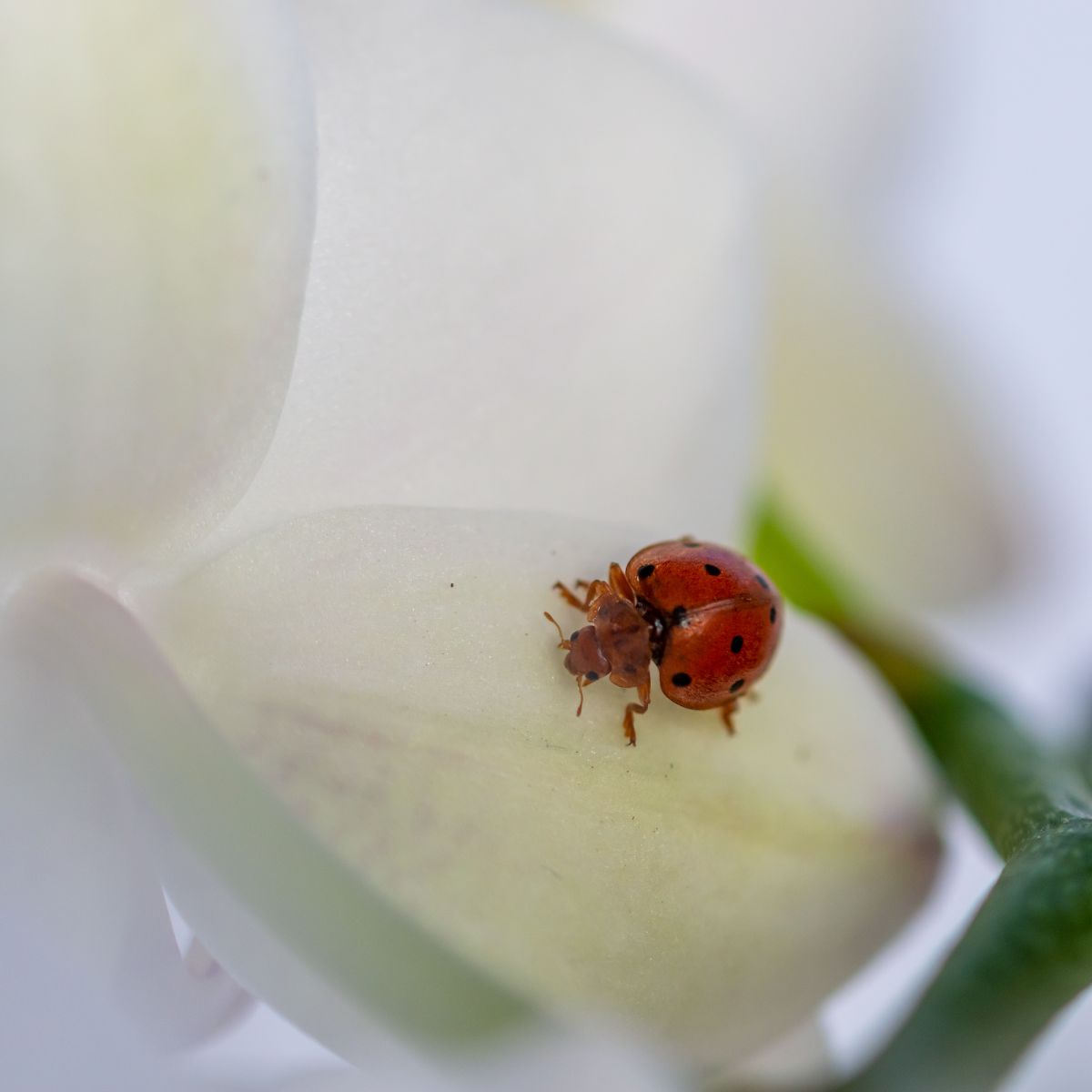 what does it mean when a orange ladybug lands on you