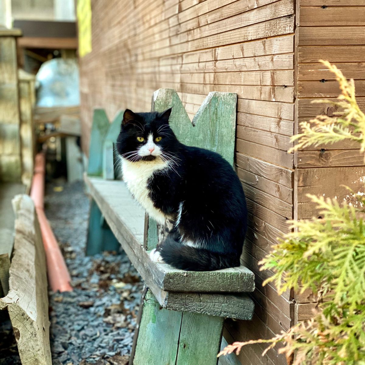 what does it mean when a stray cat chooses you