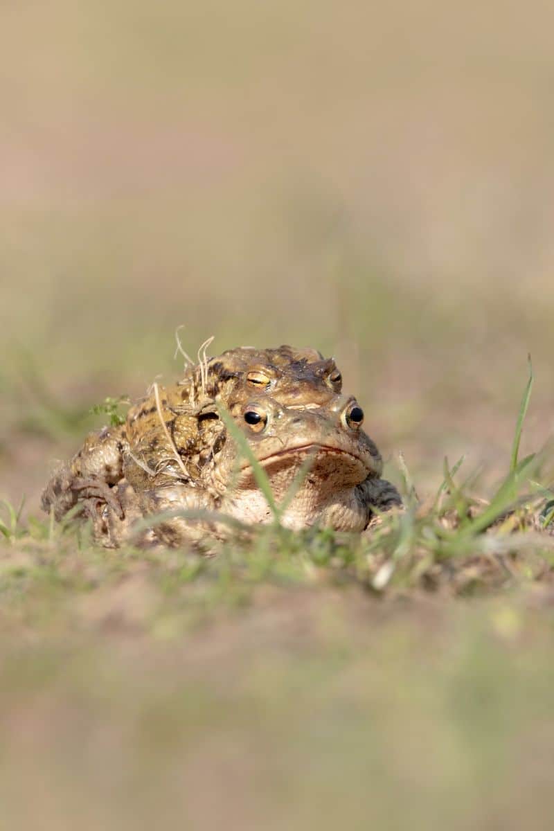 what does it mean when a toad crosses your path