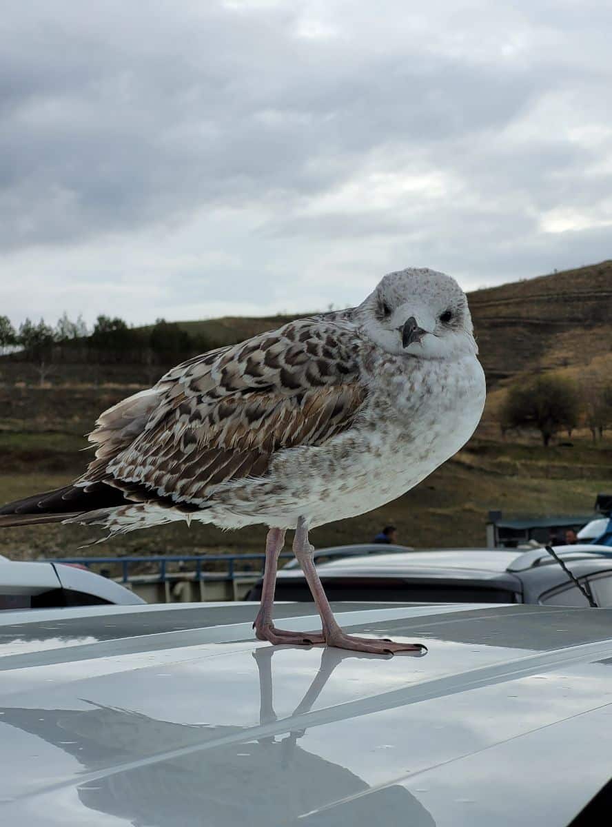 what does it mean when birds fly in front of your car