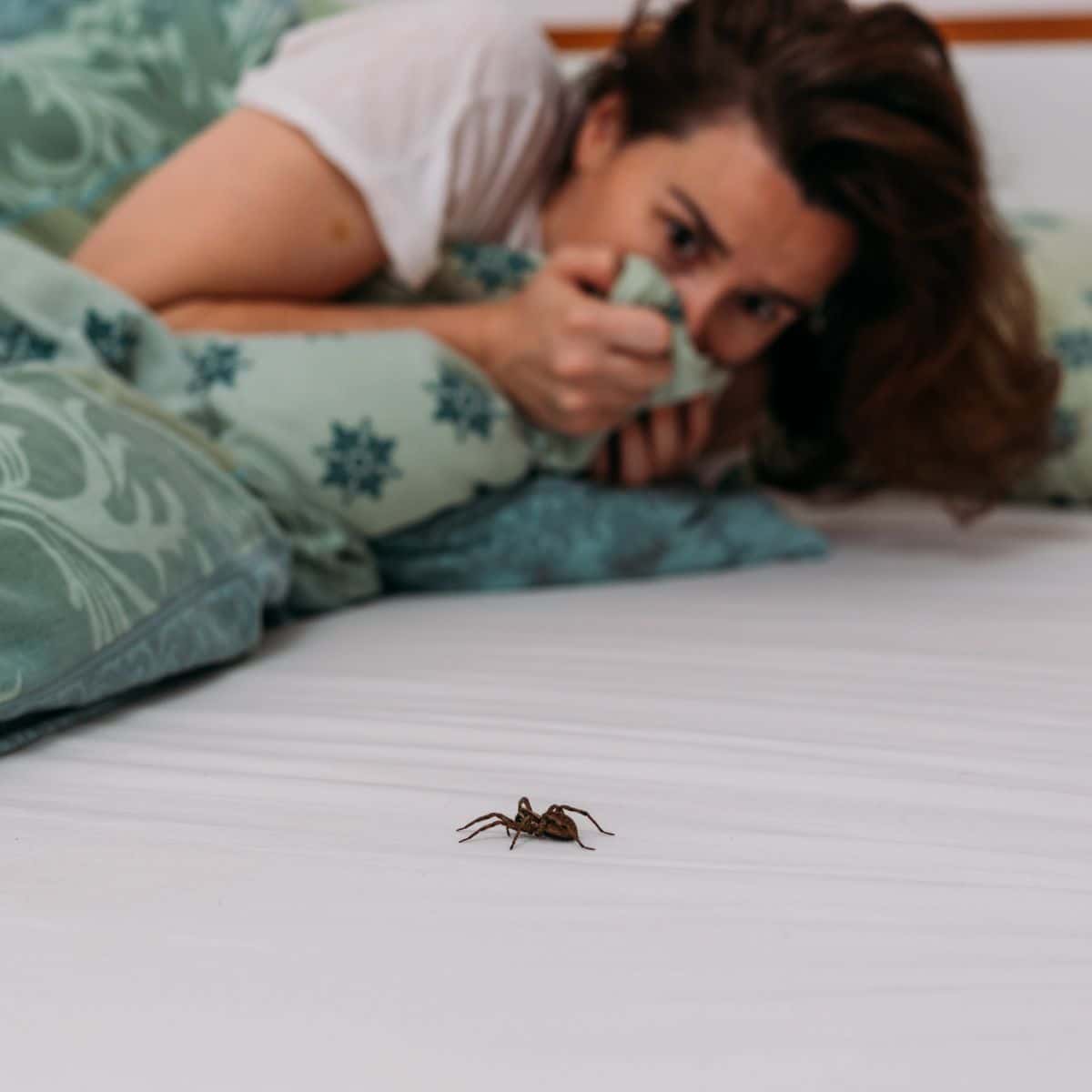 what does it mean when you see a spider in your house