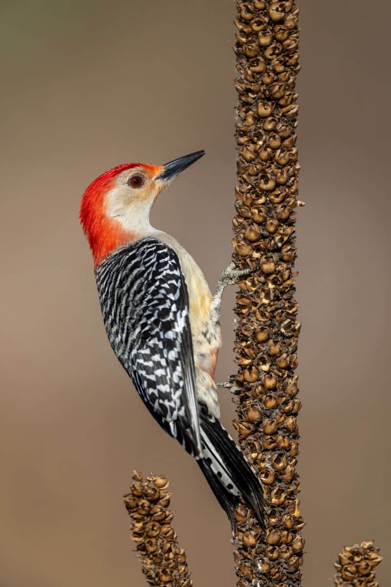 what does it mean when you see a woodpecker