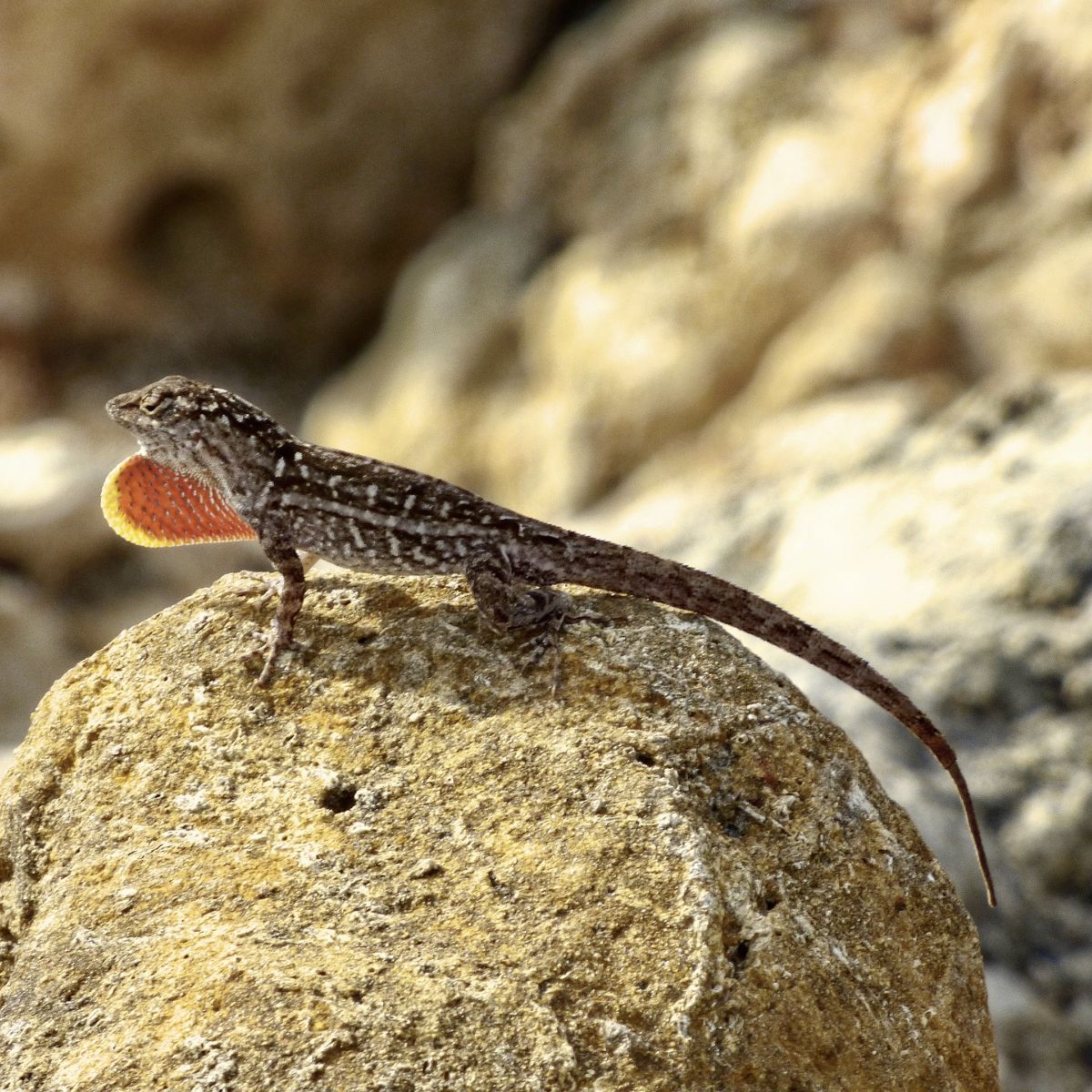 what does lizard mean spiritually