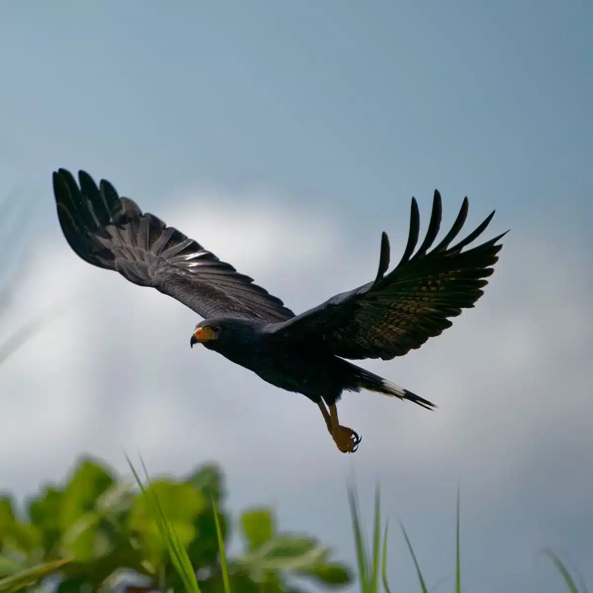 what does seeing a hawk mean