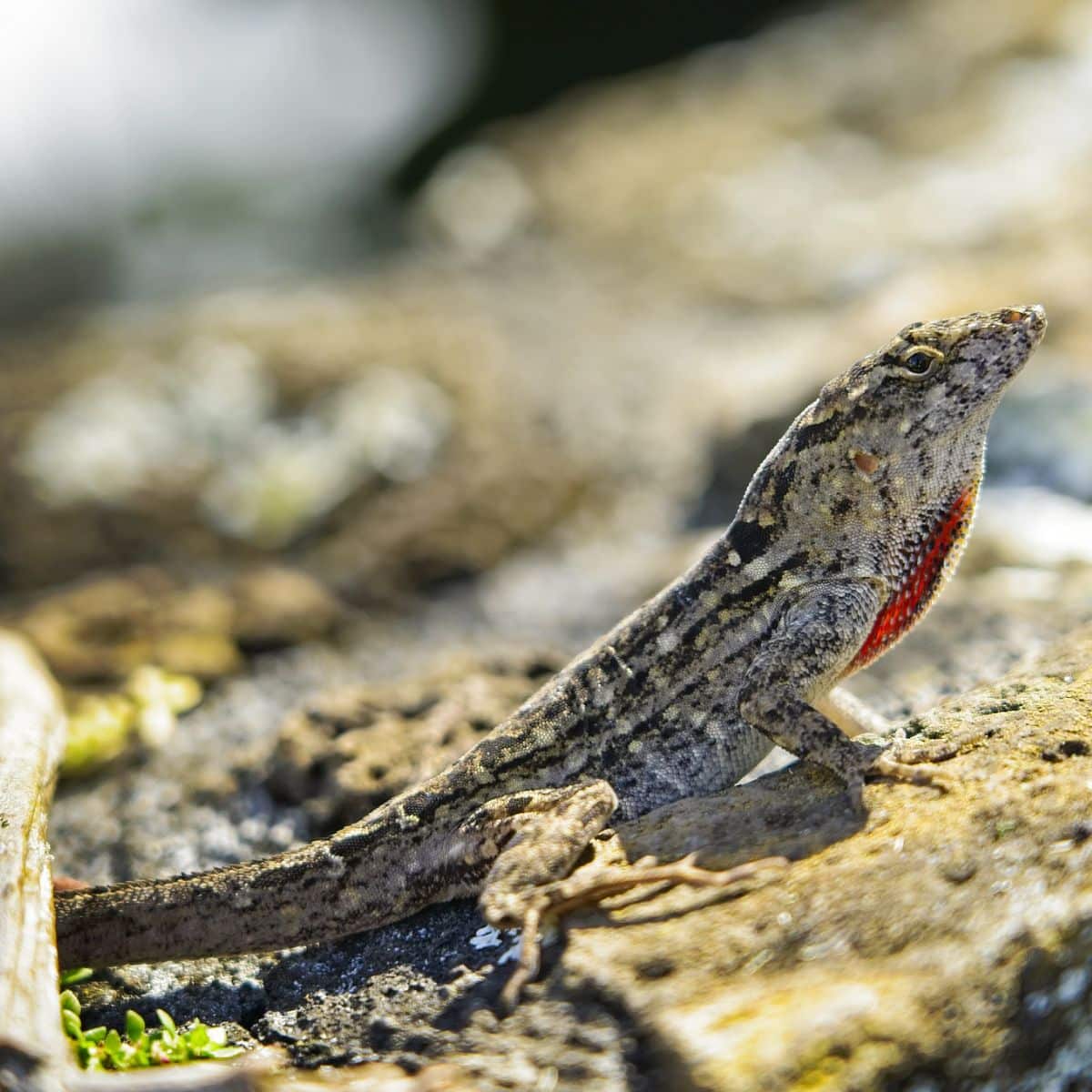 what does seeing a lizard mean spiritually