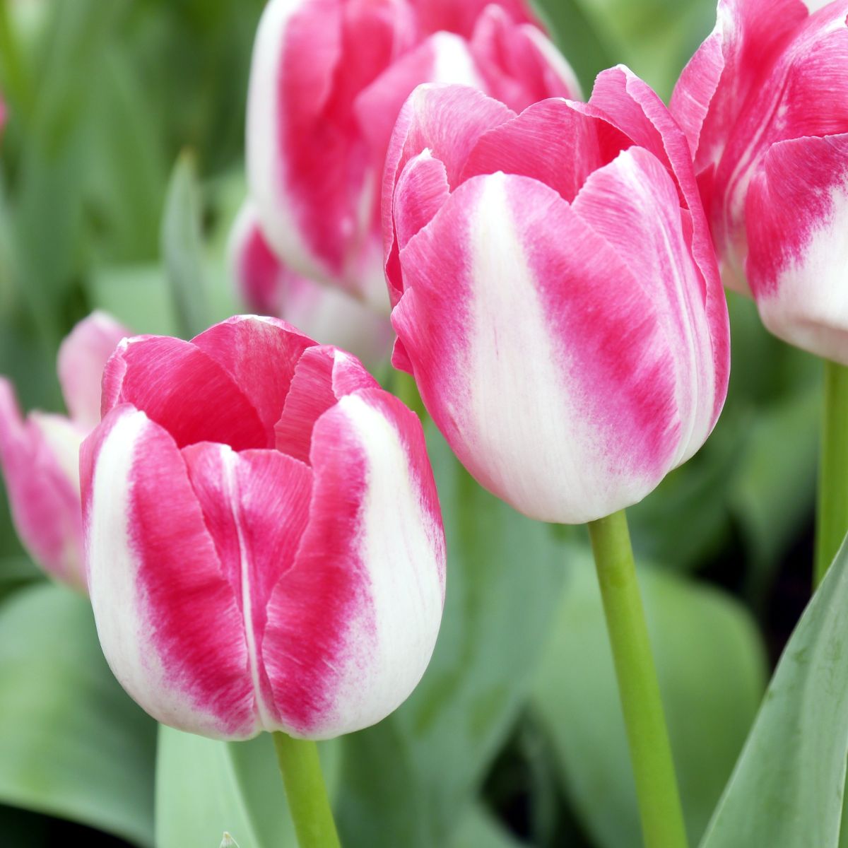 what does tulip symbolize