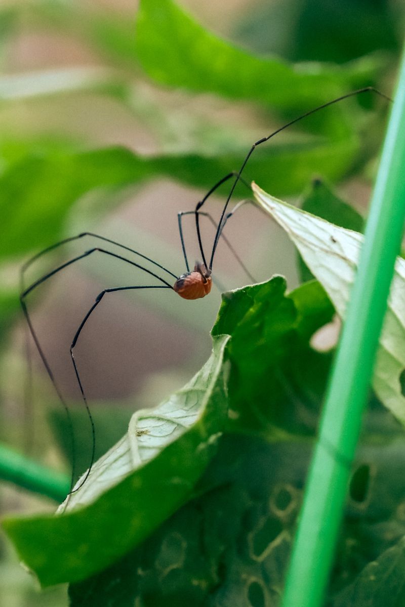 what is the spiritual meaning of daddy long legs