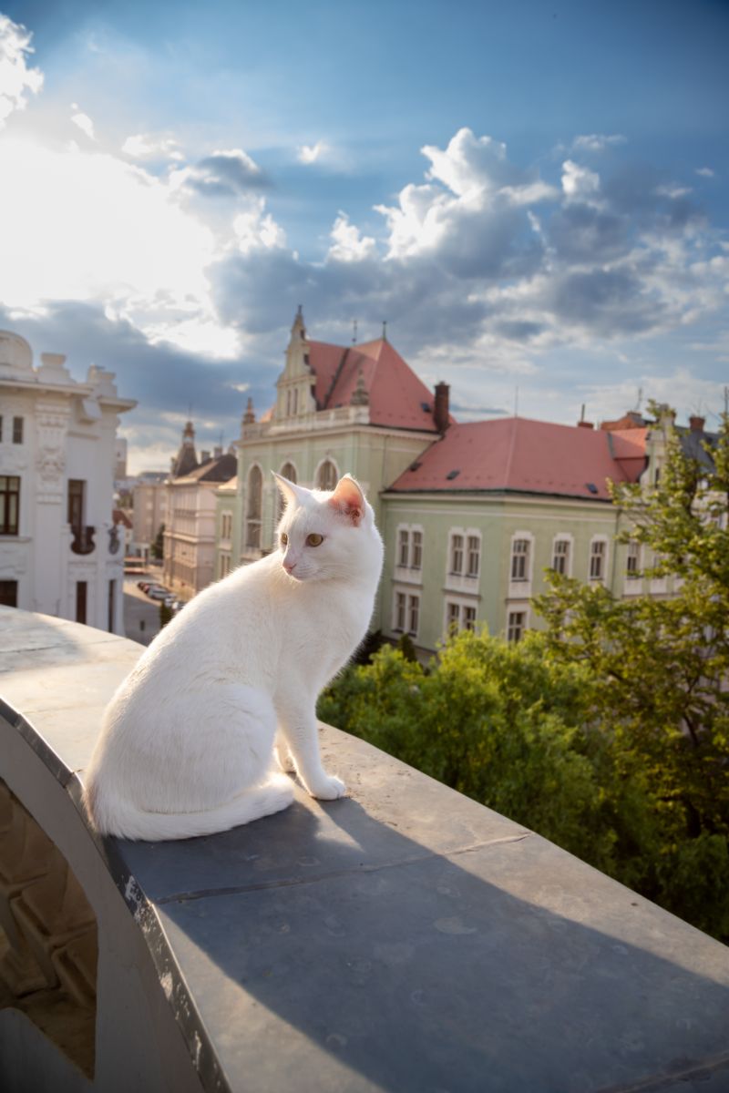 when a cat chooses you spiritual meaning