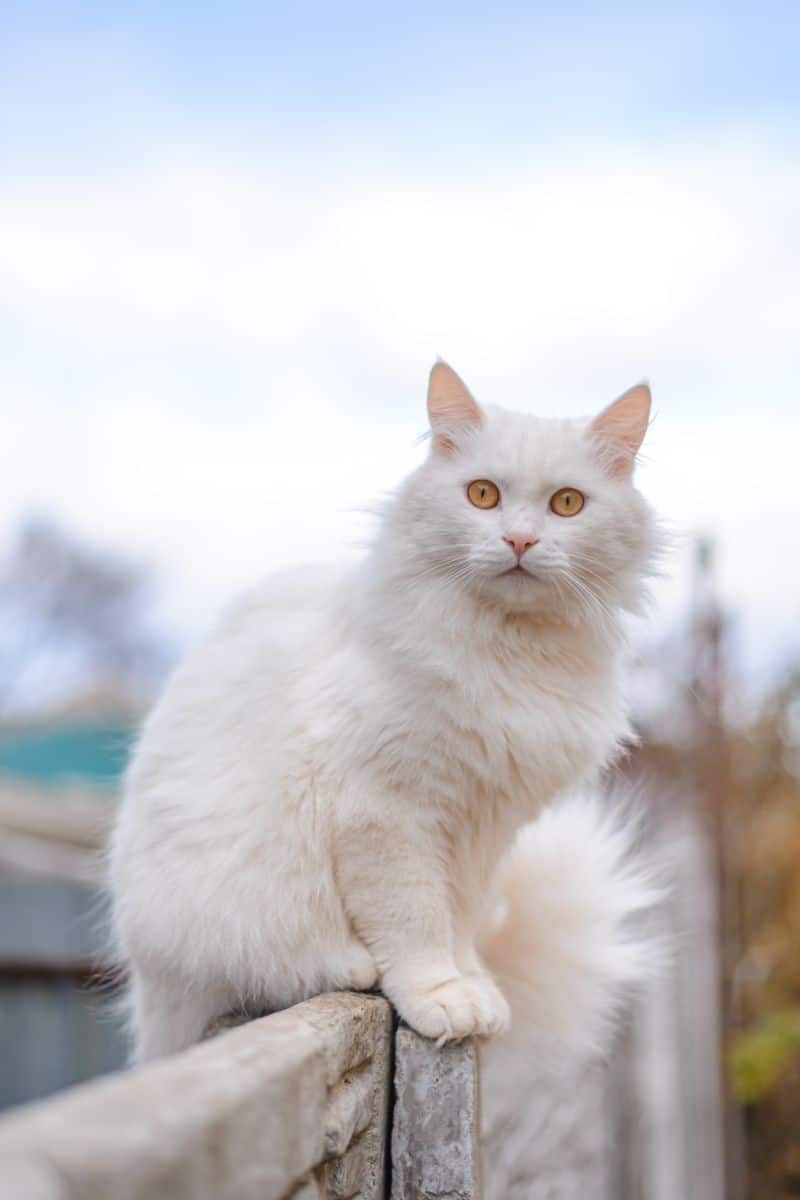 white cat meaning spiritual