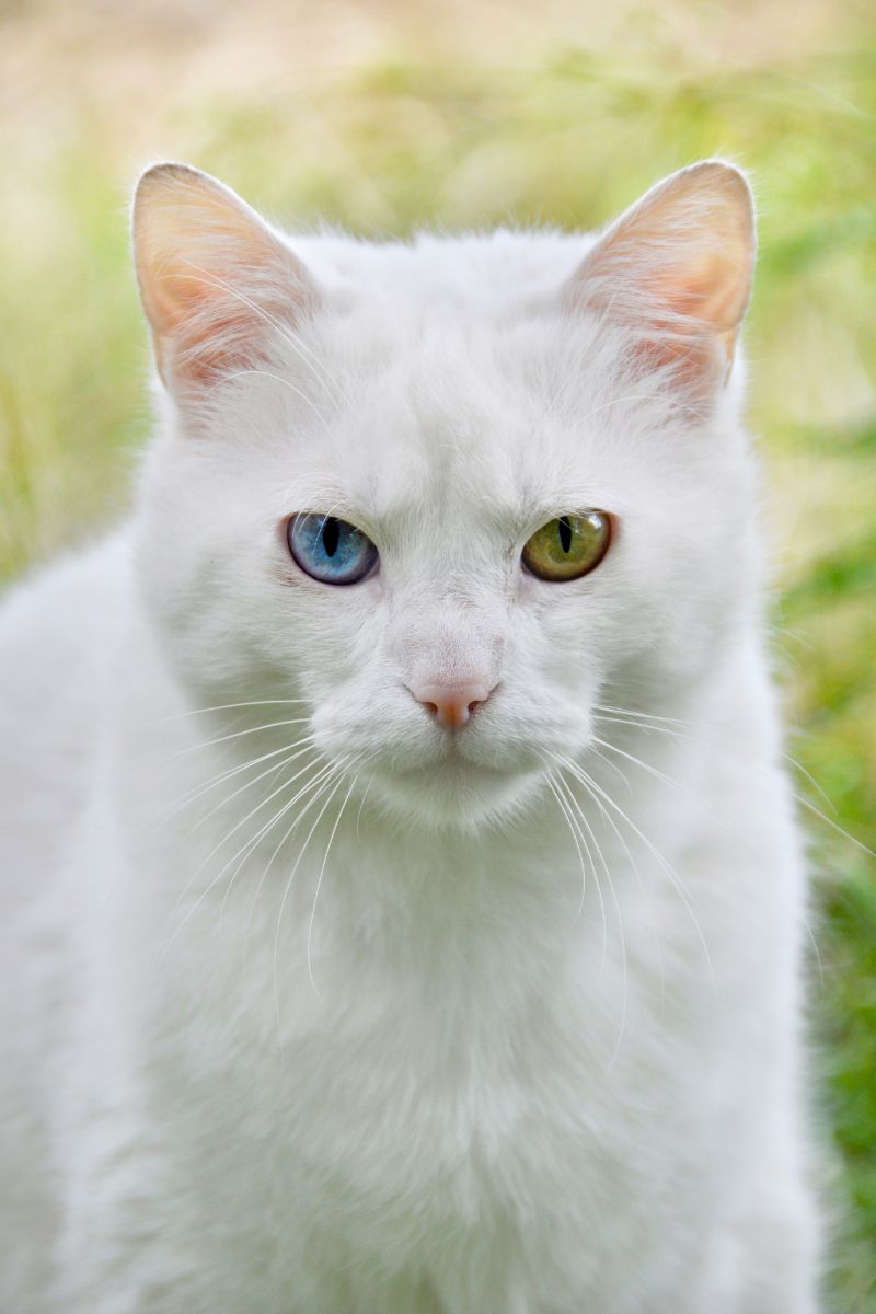 white cat meaning